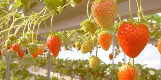 4K:花园里的草莓