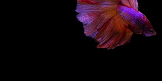 慢动作半月美丽的红暹罗鱼在黑色的背景。