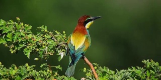 近距离观察自然界中的欧洲食蜂鸟(Merops apiaster)