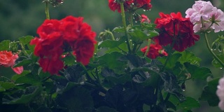 秋海棠、天竺葵、天竺葵在雨中。美丽的花朵。悲伤的情绪。