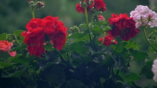 秋海棠、天竺葵、天竺葵在雨中。美丽的花朵。悲伤的情绪。视频素材模板下载