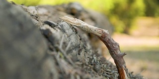 在阳光明媚的日子里，蚂蚁生活在森林草地的一根木棍下的一根木头上