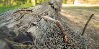 在阳光明媚的日子里，蚂蚁生活在森林草地的一根木棍下的一根木头上