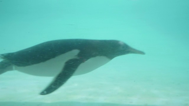 penguin swing under water