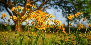 flowers yellow macro in meadow