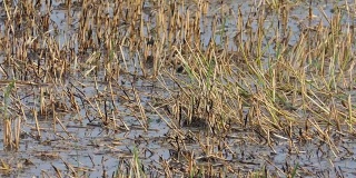 爪哇池塘鹭
