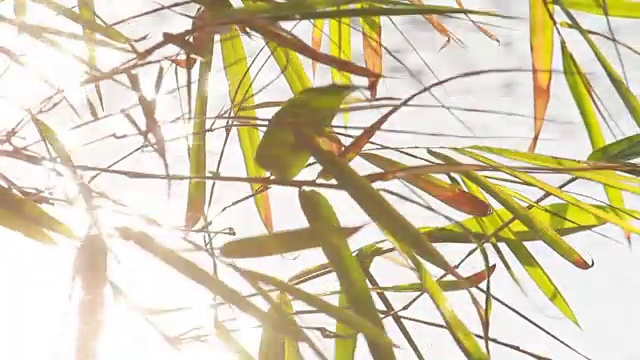 tree and sunshine in nature