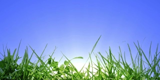 绿草和日出，阳光在草后面。在晴朗的天空为你的文本复制空间。