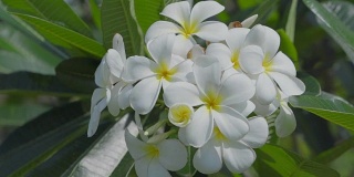 美丽的白色鸡蛋花或花园里的鸡蛋花。