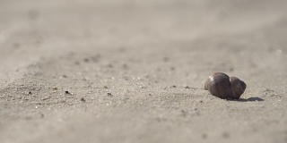 蜗牛壳在洁白的沙滩上。特写镜头