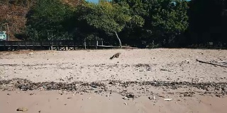 科莫多龙在海滩上行走和揭示拍摄的科莫多国家公园印度尼西亚4K