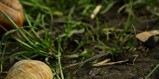 罗马蜗牛，勃艮第蜗牛，食用蜗牛或蜗牛，是一种大型的，可食用的，呼吸空气的陆地蜗牛，一种陆地肺腹足类软体动物，在螺旋科