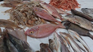 摩洛哥鱼市餐桌上的新鲜海鲜视频素材模板下载