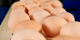工厂里的鸡蛋分拣流水线