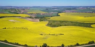 鸟瞰图，盛开的油菜籽田在南摩拉维亚，捷克共和国在春天。