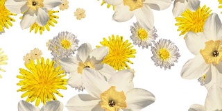 混合的花落在白色的背景。从头到尾都是空白。水仙，蒲公英，报春花和雏菊。白色和黄色的花。