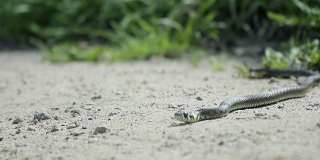 美丽的草蛇躺在沙滩上，伸出它的舌头。这只爬行动物感觉到了危险，跳回了庇护所