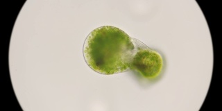 小球藻在显微镜下开始分裂