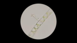 显微镜下的丝状藻类螺旋藻视频素材模板下载