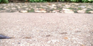 蜗牛在水泥地上爬行