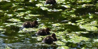 小鸭子在池塘里