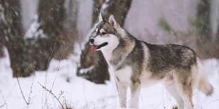 年轻的西伯利亚哈士奇狗在冬季雪林户外奔跑