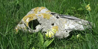 春天的草地上破旧的马颅骨，迎风盛开的樱草花
