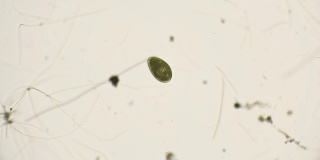 旋转和藻类在显微镜下跳舞