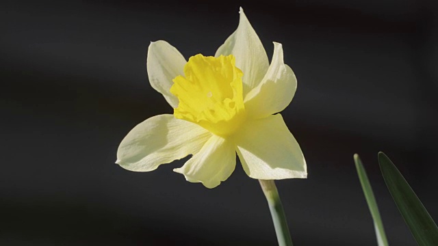春天黄色水仙的花蕾