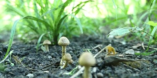森林里有毒的蘑菇。有选择性的重点