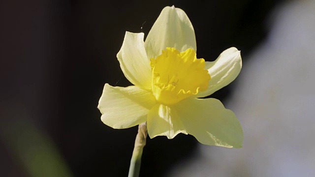 春天黄色水仙的花蕾