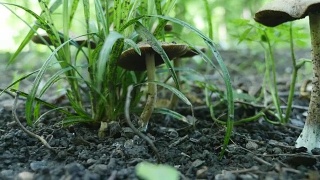森林里有毒的蘑菇。有选择性的重点视频素材模板下载