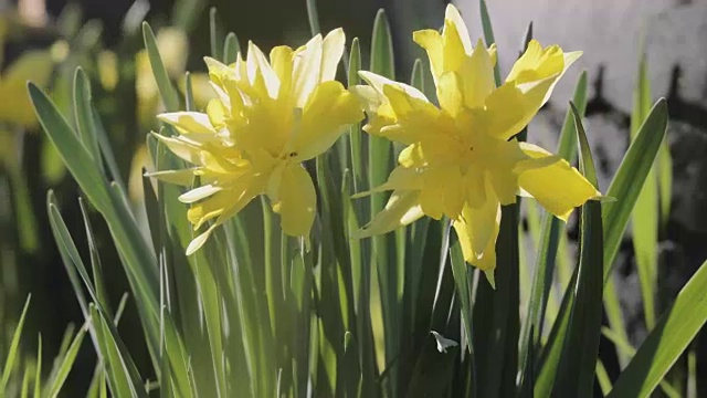 盛开的水仙花在春天的视频4k