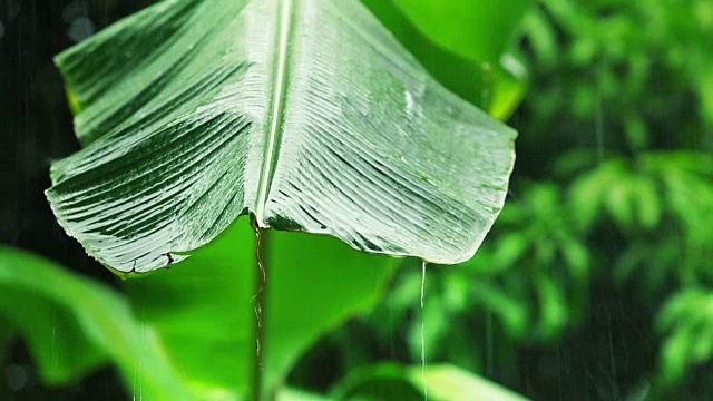 雨点落在新鲜的香蕉叶上，暴雨天