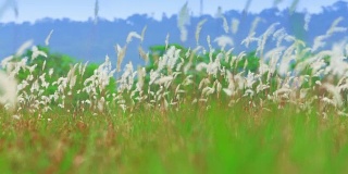 朦胧的草地在柔和的光线和山的背景