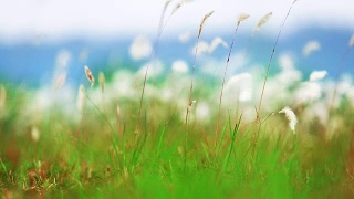 模糊的草地在柔和的光与山的背景，模糊的自然背景视频素材模板下载