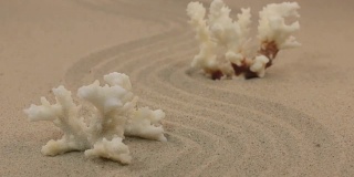 靠近白色的珊瑚站在一个z字形的沙地上。多莉拍摄