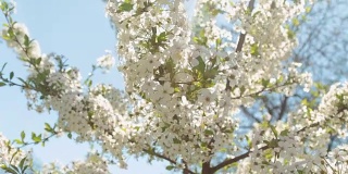 盛开的樱桃树枝和太阳在蓝天的映衬下闪闪发光