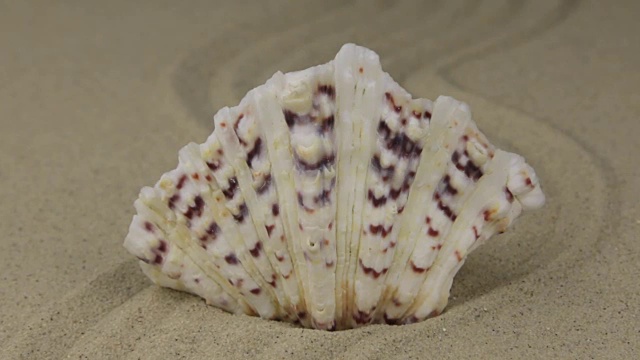 放大。美丽的贝壳蜿蜒躺在沙滩上