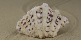 放大。美丽的贝壳蜿蜒躺在沙滩上