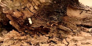 木头上的黑蚂蚁
