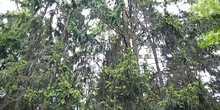 垂直全景的树木在针叶林从底部到树的顶部
