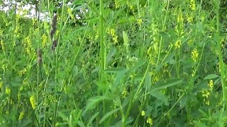 草木樨在田间开花。高清视频镜头运动摄像机视频素材模板下载