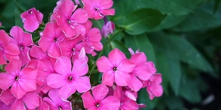 美丽的粉红夹竹桃花序特写。高清视频静态摄像机