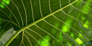 异国情调的绿色植物的慢镜头