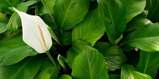 温柔的白色马蹄莲花从绿色新鲜的叶子在背景