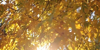 阳光明媚的秋天