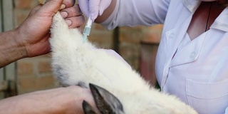 一位女兽医正在乡下给兔子接种疫苗