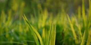 绿草如茵的小草透过树叶映照出春天美丽的背景。高清视频素材1920x1080