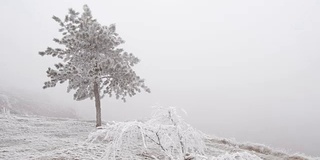 孤独的山松在白雪覆盖的山坡上